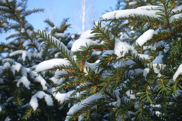 Close shot of branches of common yew with unmature male cones covered with snow against blue sky in...