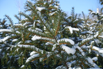 Thin branches of common yew with unmature male cones covered with snow against blue sky in mid February
