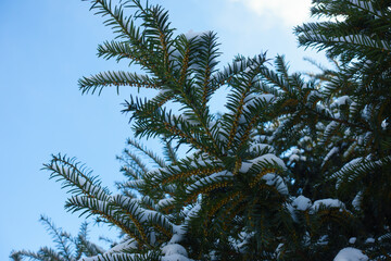 Unclouded blue sky and branches of common yew with unmature male cones covered with snow in mid February