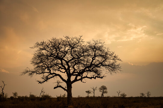 Scenic sunset landscape of the dry Limpopo terrain