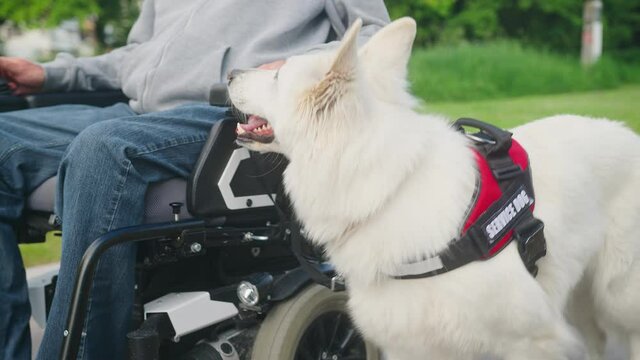 Close up shot of a service dog walking near a disabled person in an electric wheelchair.