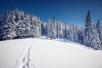 Fantastic snow-covered spruces on a frosty day. Carpathian mountains, Ukraine, Europe.