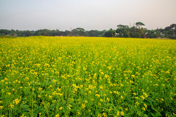 Obraz premium Beautiful Natural Yellow Mustard flowers in the Field Landscape view.