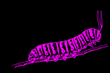pink caterpillar on a black background
