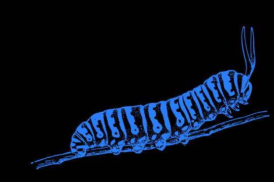 Blue Caterpillar On A Black Background