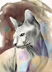Watercolor illustration of a graceful Sphynx cat with big ears and beautiful skin, on a gray-sepia background with colorful spheres