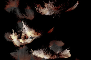 Obraz premium Background template feathers abstract