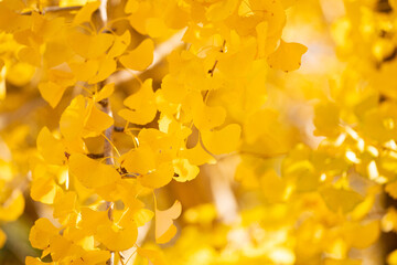 銀杏　黄色　イエロー
