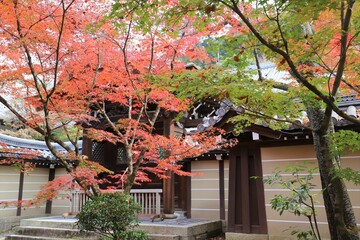 京都　モミジの永観堂