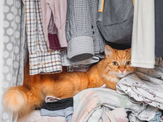 Cute ginger cat sleeps on pile of clothes. Fluffy pet has a nap in wardrobe. Domestic animal...