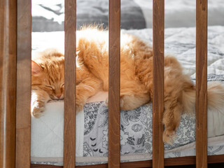 Cute ginger cat is sleeping in child bed. Wooden cradle with fluffy pet. Cozy bedroom lit with...