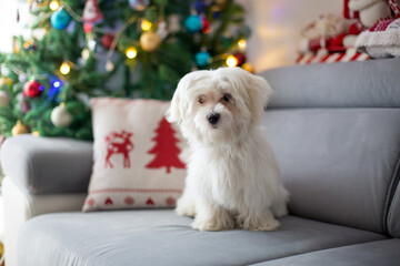 Little white maltese puppy dog on a couch on Christmas