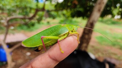 grasshopper on a leaf