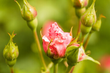 pink rose bloom