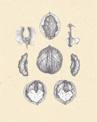 Pencil sketch of common walnut, Juglans regia botanical illustration on parchment