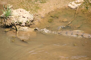 le crocodile se balade en cherchant de nourriture dans l'eau.