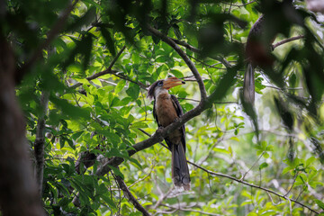 Austen's brown hornbill, The mother bird is feeding the baby in the wood.