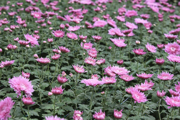 Chrysanthemum flowers field,beautiful landscape of purple flowers blooming in the garden in autumn