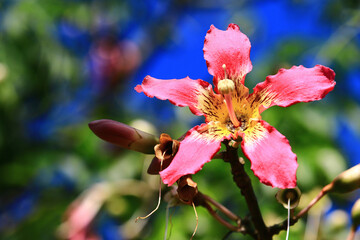 blooming flower of the Floss-silk(Silk floss) Tree,close-up of red with yellow flower blooming on...