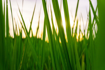 Green field rural countryside, Paddy rice with green field