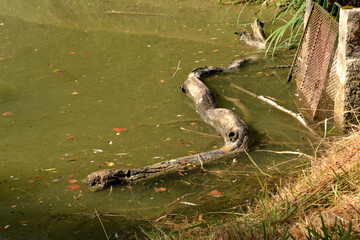 Lac du parc de la Pailleterie à Montargis