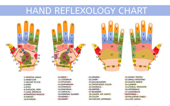 Hand reflexology chart with description of the corresponding internal and body parts. Palm and dorsal side.