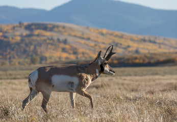 Pronghorn Antelope Buck in Grand Teton National Park Wyoming in Autumn