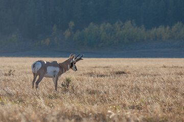 Pronghorn Antelope Buck in Grand Teton National Park Wyoming in Autumn