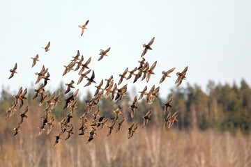 flock of spring migratory birds