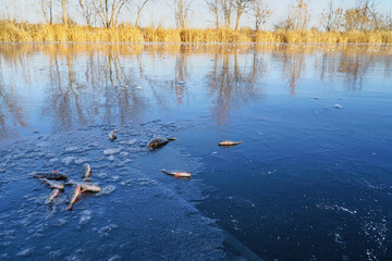 Fish river perch is on the ice of the winter lake. Winter ice fishing