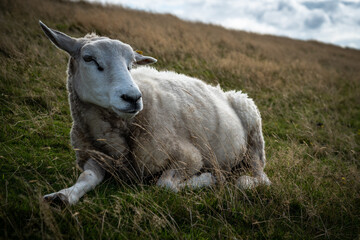 Obraz premium Deichschafe