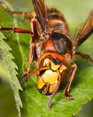 details face view of european hornet ( Vespa crabro ) sitting on a green leaf