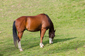 Naklejka na ściany i meble horse on a meadow in Praglia plateau in Liguria in Italy
