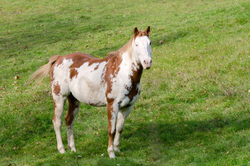 horse on a meadow in Praglia plateau in Liguria in Italy