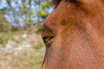 horse on a meadow in Praglia plateau in Liguria in Italy