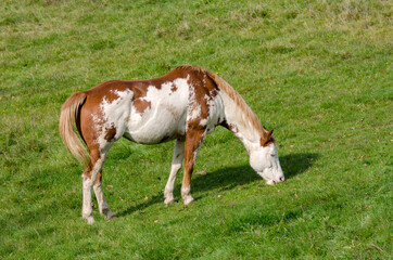 Fototapeta na wymiar horse on a meadow in Praglia plateau in Liguria in Italy