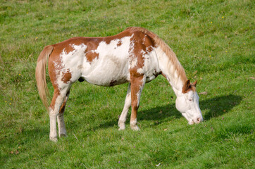 Fototapeta na wymiar horse on a meadow in Praglia plateau in Liguria in Italy