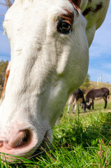 horse on a meadow in Praglia plateau in Liguria in Italy