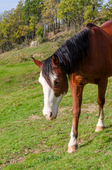 horse on a meadow in Praglia plateau in Liguria in Italy
