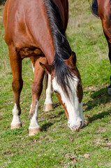Naklejka na ściany i meble horse on a meadow in Praglia plateau in Liguria in Italy