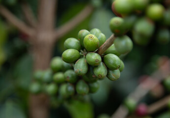 green coffee berries on a branch