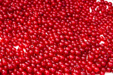 A close up of fresh wet juicy ripe redcurrants and red berries