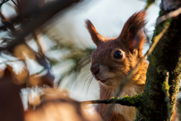 A beautiful red squirrel in the forest looks with interest at the camera, looking out from behind a tree. Squirrel close-up portrait.