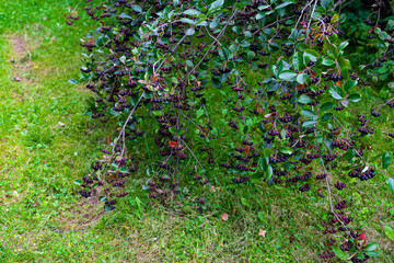Fototapeta premium Ripe berries of black rowan. Black rowan branches hung over the ground under the severity of berries.