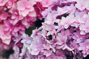 pink flowers