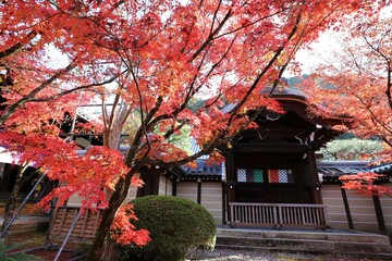 京都　モミジの永観堂