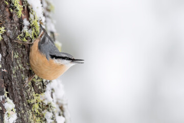 Fine art portrait of Nuthatch in winter season (Sitta europaea)