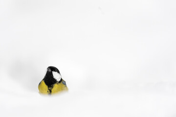 Great tit on snow under snowflakes (Parus major)