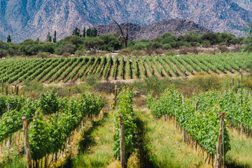 Fototapeta na wymiar vineyard in the field