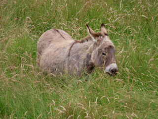 Fototapeta premium Single donkey in lush green pasture standing, grazing the tall grass up to it's ears